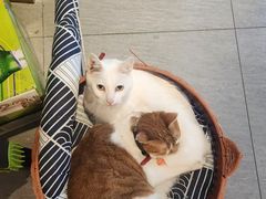 -霸道火锅(延安中路店)