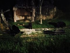 -清迈夜间动物园