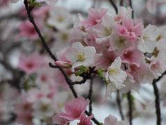 -天适樱花悠乐园