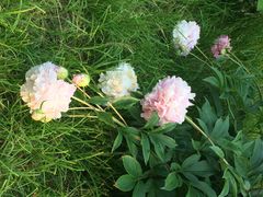 iphone_upload_pic-景山公园