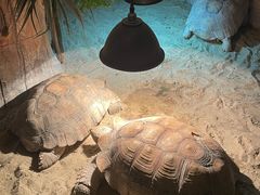 -绿色星球动物主题公园