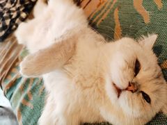 -喵屿·大理花园猫咖