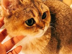 -飞行喵MR PILOT|猫舍·猫咖(静安大融城店)
