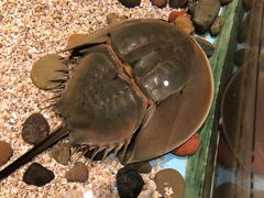 -芜湖新华联大白鲸海洋公园