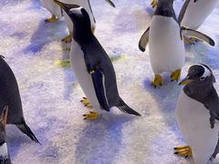 -芜湖新华联大白鲸海洋公园