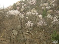-北京鹫峰国家森林公园