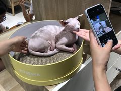 -藏猫猫咖啡主题馆(中央大道店)