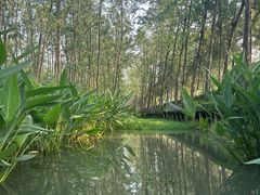 -合肥滨湖国家森林公园