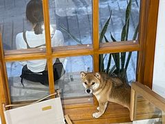 -是阿柴呀！柴犬咖啡·爱喵喵猫咖