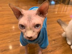 -绒爪撸猫下午茶·猫咖