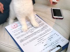 -lincat·猫舍(广州店)