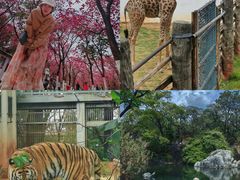 -昆明动物园
