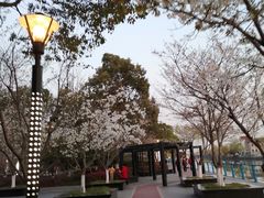 -高东镇樱花园