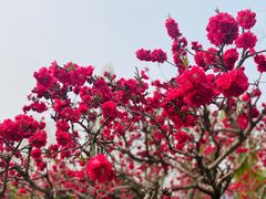 -国家植物园