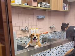 -FAELING PETS美天灵宠物(富力广场店)