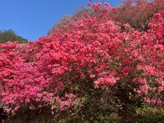 -木兰云雾山