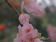 -南山植物园