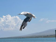 -青海湖国家重点风景名胜区