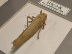 -上海昆虫博物馆