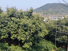 -树山生态村