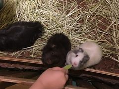 -藦茜花园宠物主题亲子互动体验馆(国顺东路店)