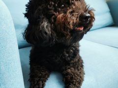 -爱妮康宠物医院·干细胞免疫细胞·肿瘤·心脏(张江店)