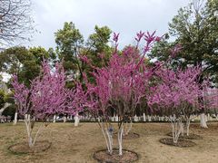 -西北湖绿化广场