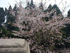 -武汉大学-樱园