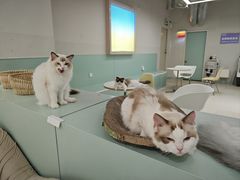 -怪兽屋·羊驼·猫咖·狗咖(俊华广场店)