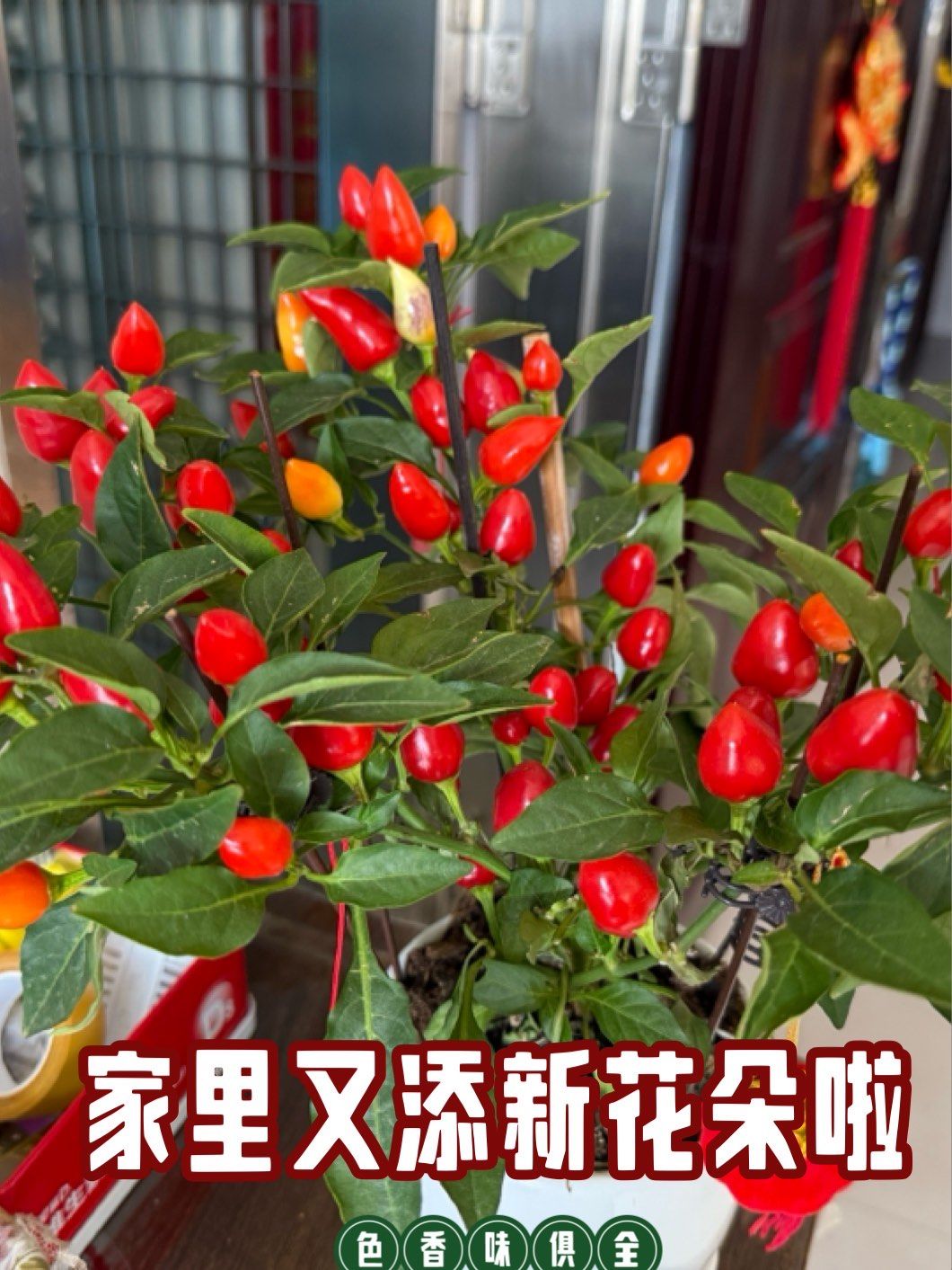 辣椒花