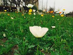 -白鹭湾湿地公园