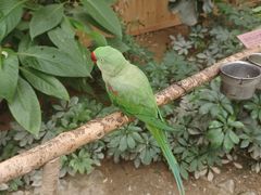 -南宫五洲植物乐园