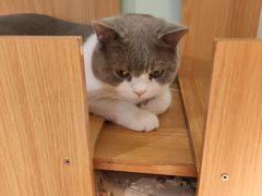 -这儿没有猫·猫咖萌宠馆·撸猫