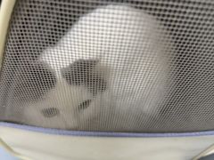 -宠颐生猫科·内科皮肤科(西平世纪城店)