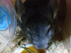 -龙猫仔乐园(惠福东路店)