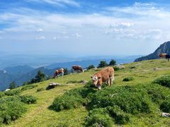 -芦芽山旅游度假区