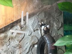 -上海大自然野生昆虫馆(东方明珠·爬宠昆虫探索中心)