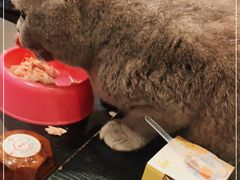 -猫小院猫主题咖啡厅(北锣店)