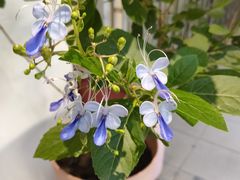 -素咫咖啡CLIFEROSE