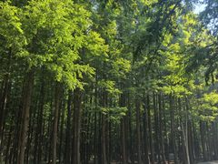 -日照海滨国家森林公园
