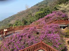 -广州市石门国家森林公园