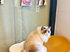 -有喵·猫咖·狗咖·40+猫狗有小奶狗(岗厦店)