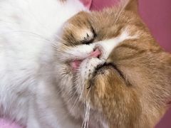 -Sweet cat·星愿猫咖(国贸大厦店)