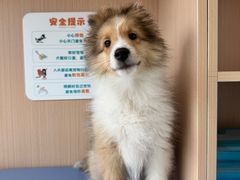 -谐和贝康宠物医院24小时·宠保定点(急重症转诊中心)