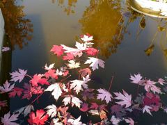 -济南国际园博园