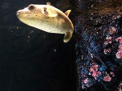 -暹罗海洋世界
