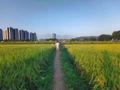 -光明小镇欢乐田园