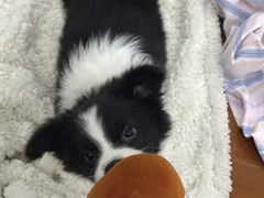 -翊宠yipet猫狗购宠庄园犬舍•猫舍