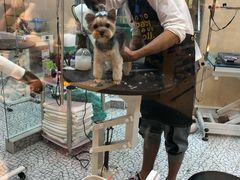 -momokira米努特·德文卷毛猫·棉花面纱犬