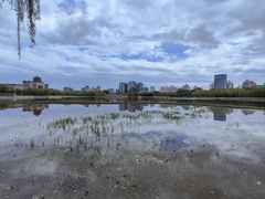 -莲花池公园